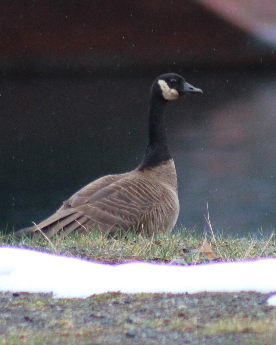 Cackling/Canada Goose - ML633693957