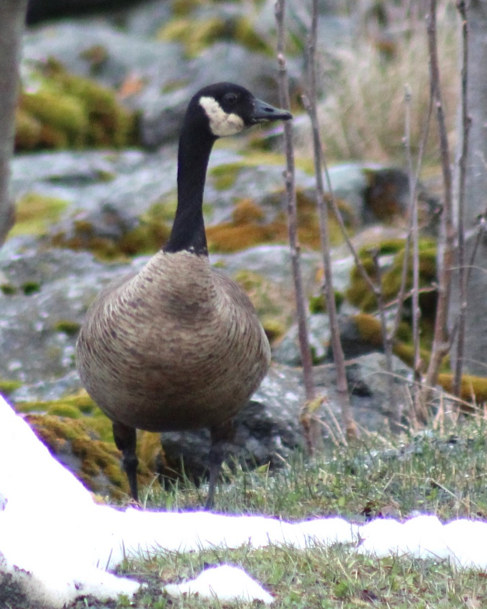 Cackling/Canada Goose - ML633693958