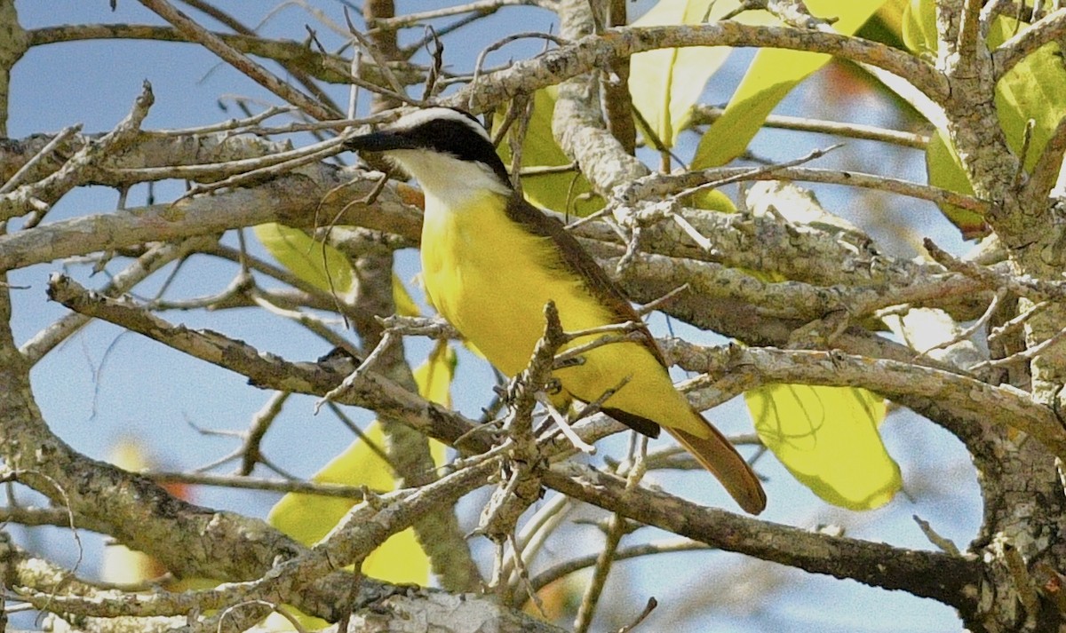 Great Kiskadee - ML633694072