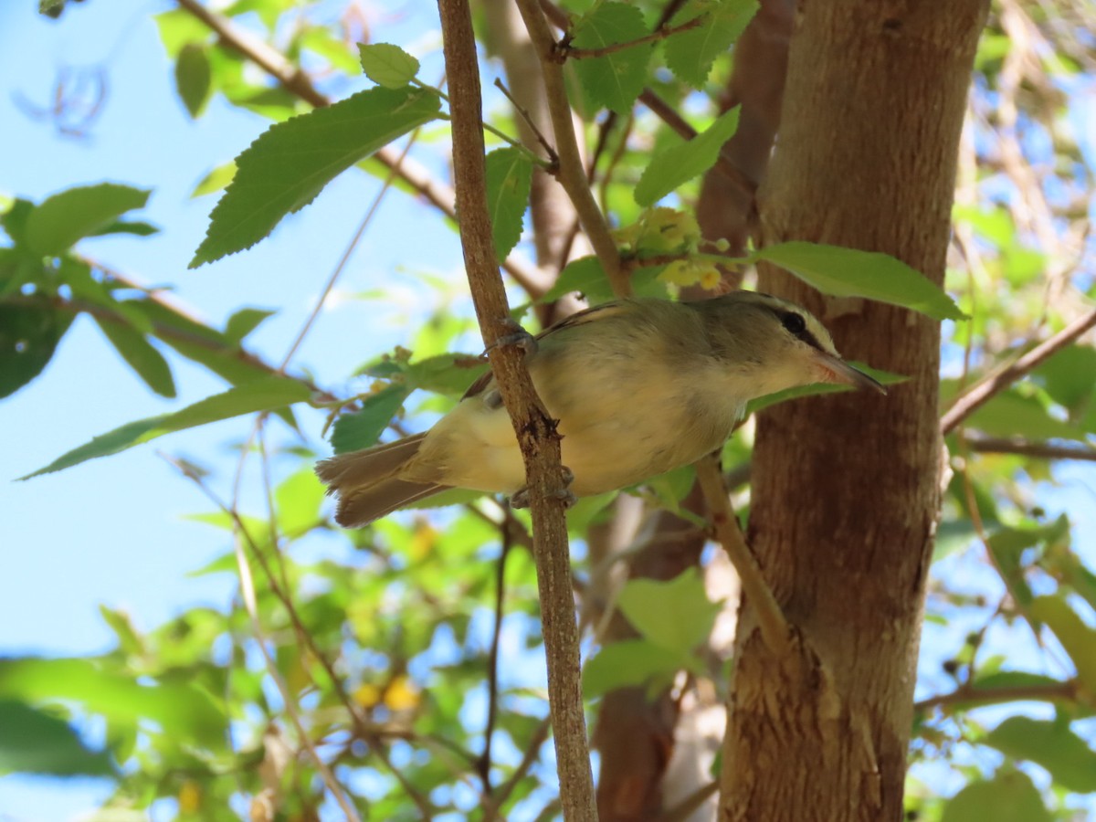Yucatan Vireo - ML633694096