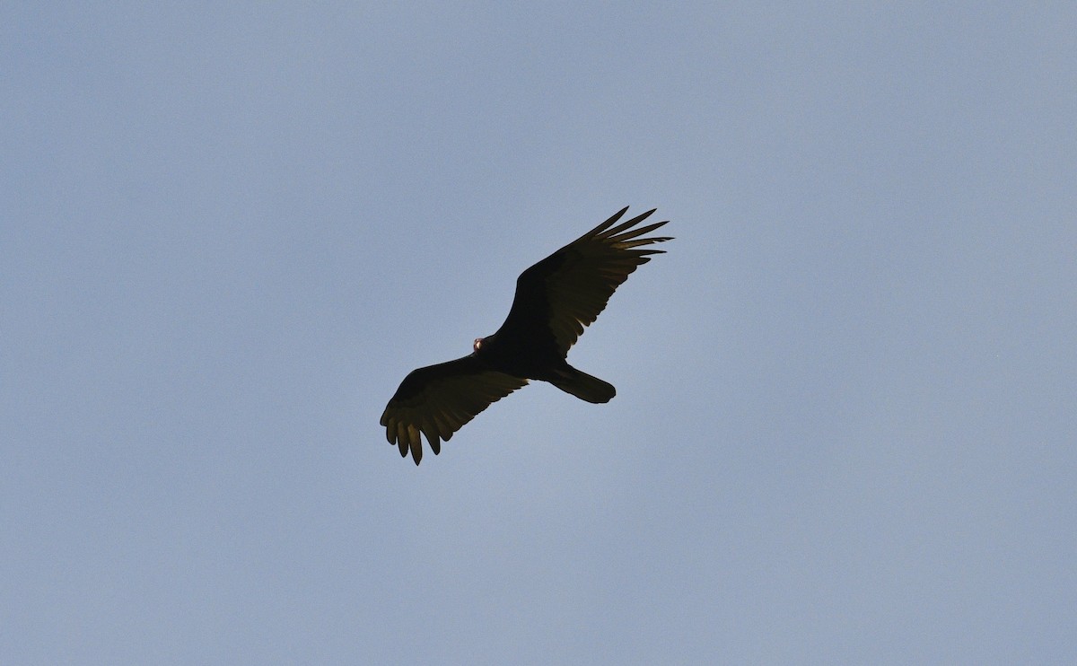 Turkey Vulture - ML633694451
