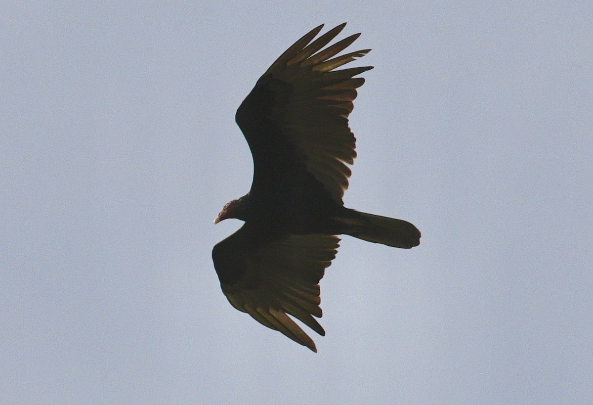 Turkey Vulture - ML633694452
