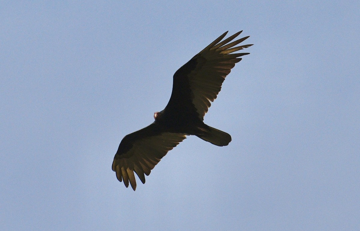Turkey Vulture - ML633694453
