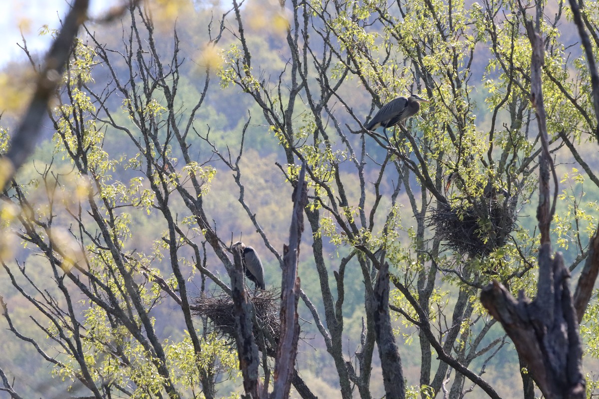 Great Blue Heron - ML633694498