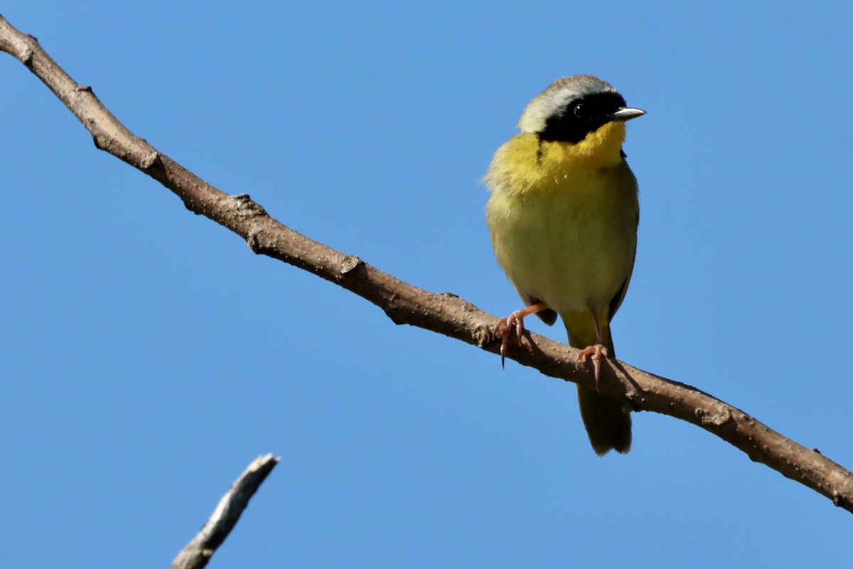 Common Yellowthroat - ML633694550