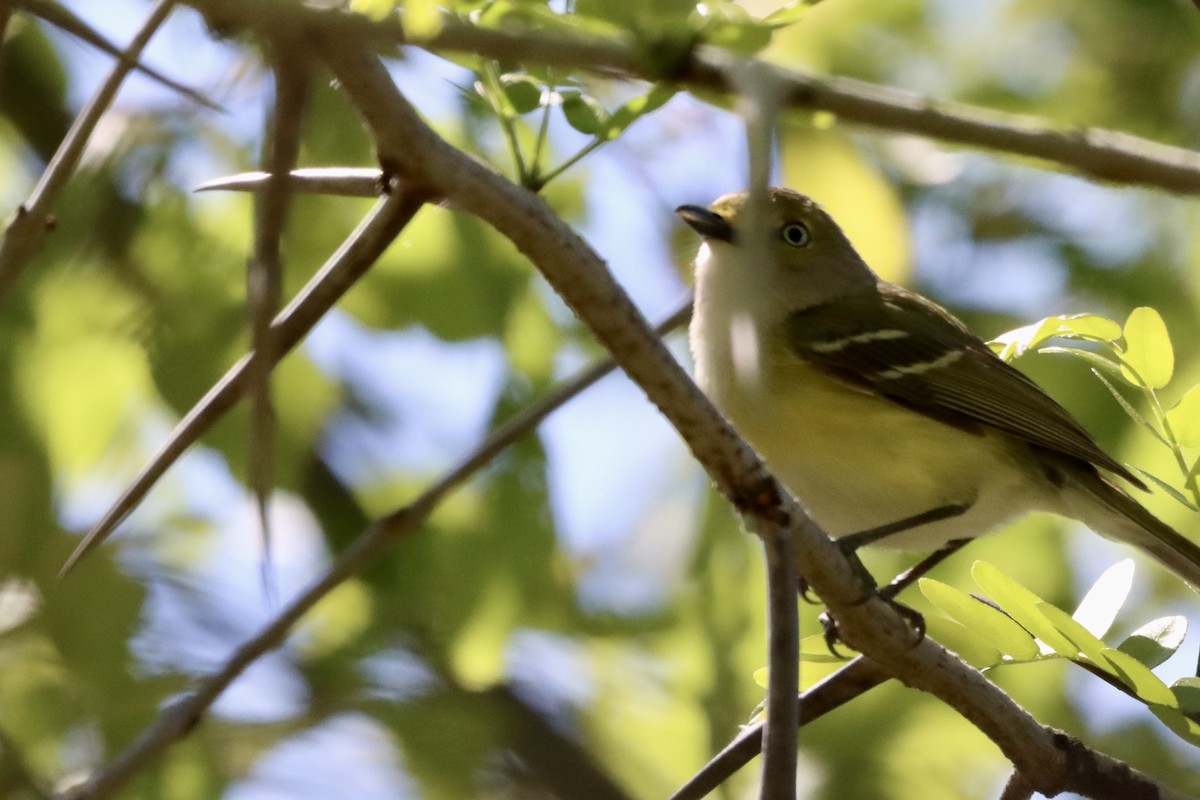 White-eyed Vireo - ML633694639