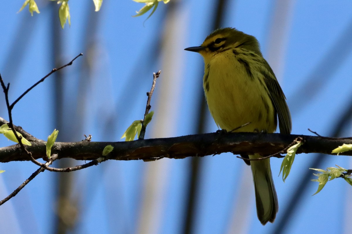Prairie Warbler - ML633694667