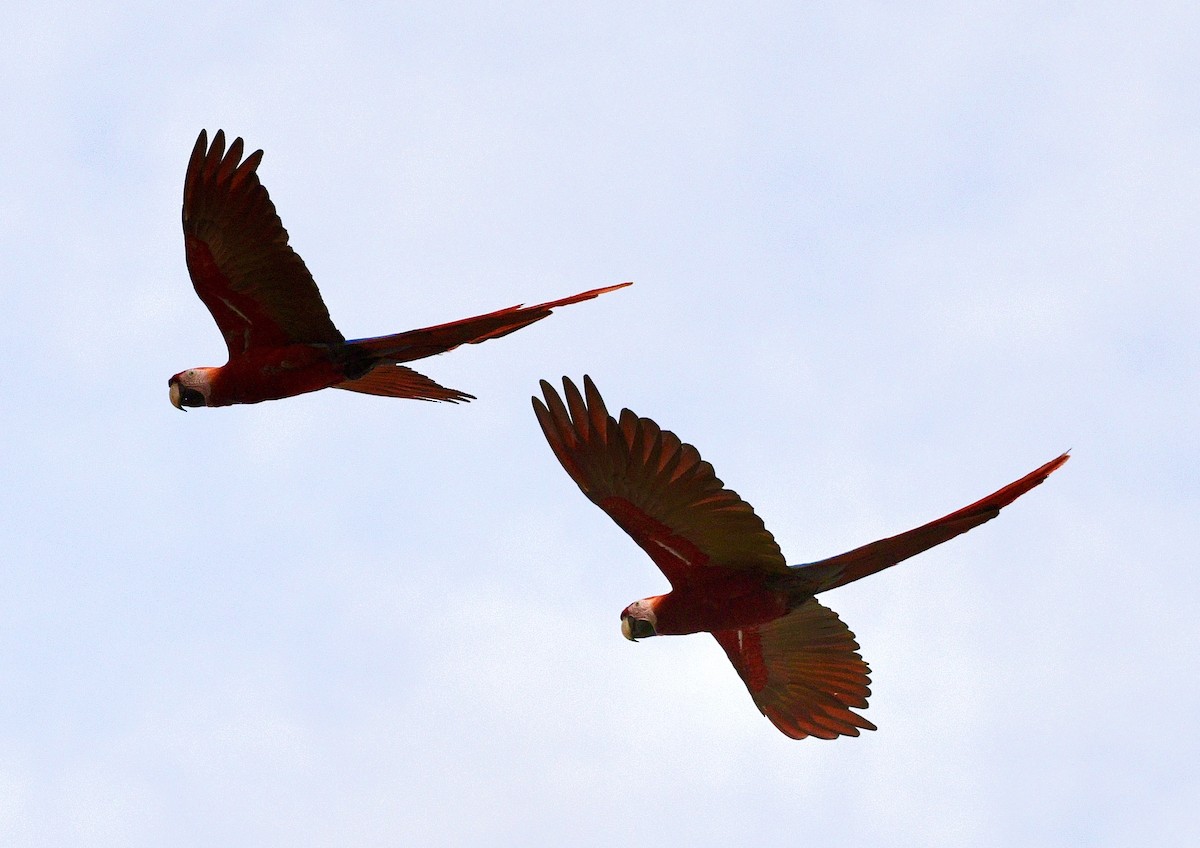 Scarlet Macaw - ML633694669