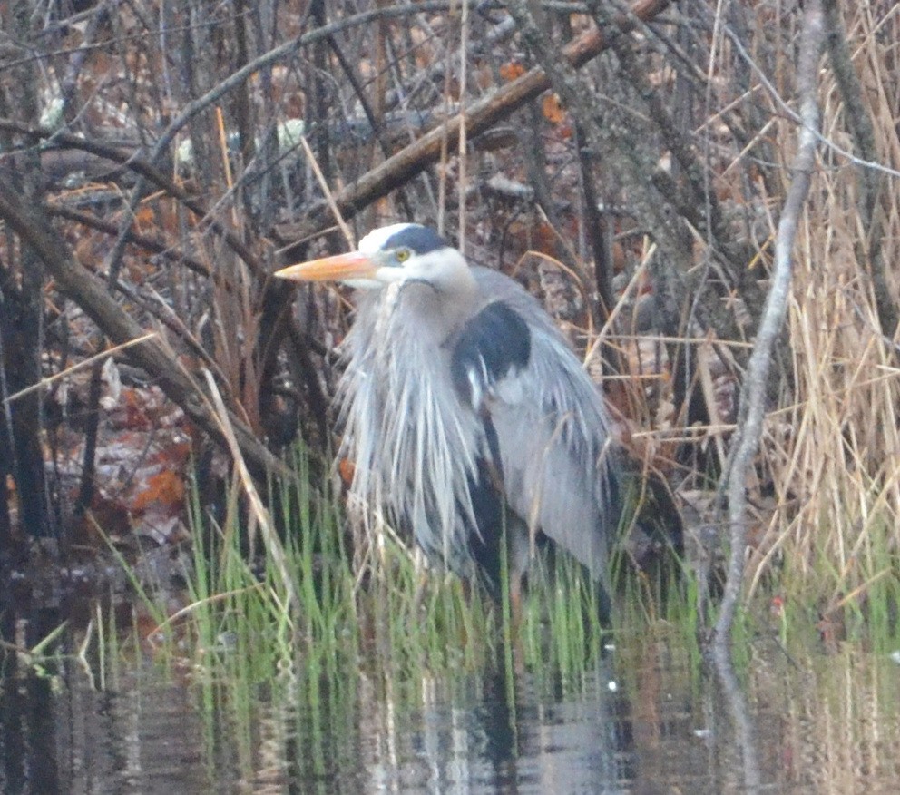 Great Blue Heron (Great Blue) - ML633694825