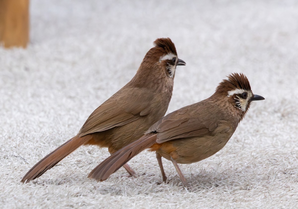 White-browed Laughingthrush - ML633694865