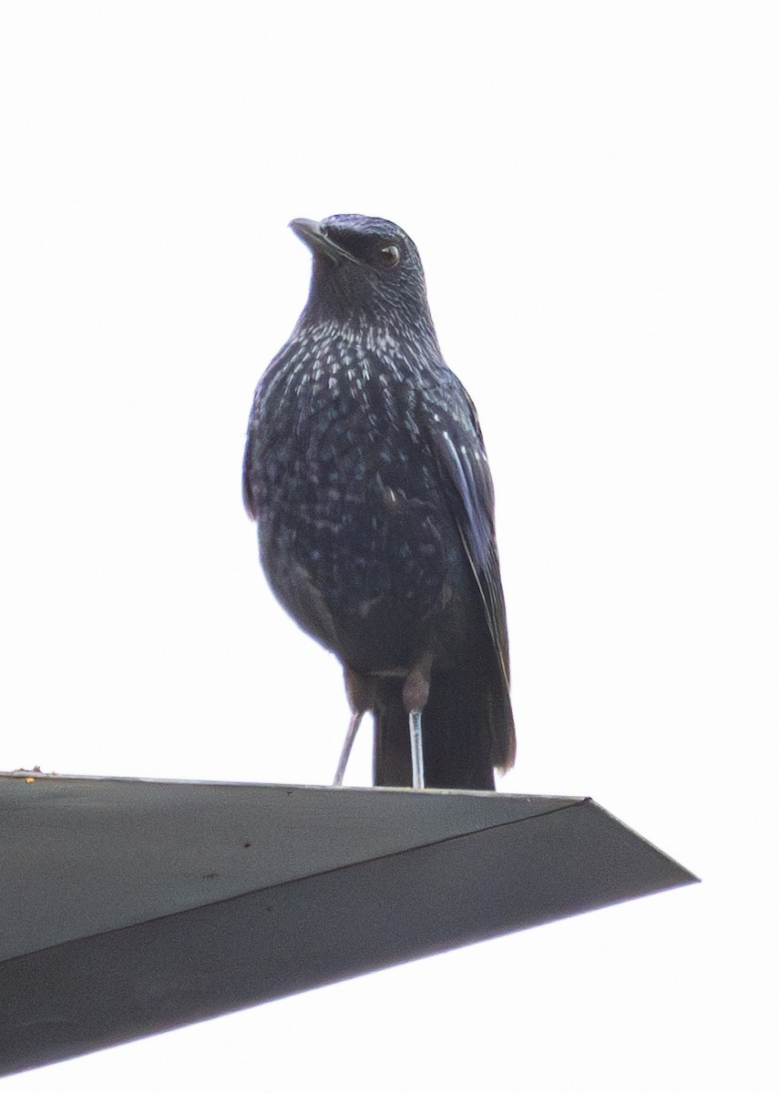 Blue Whistling-Thrush - ML633694879