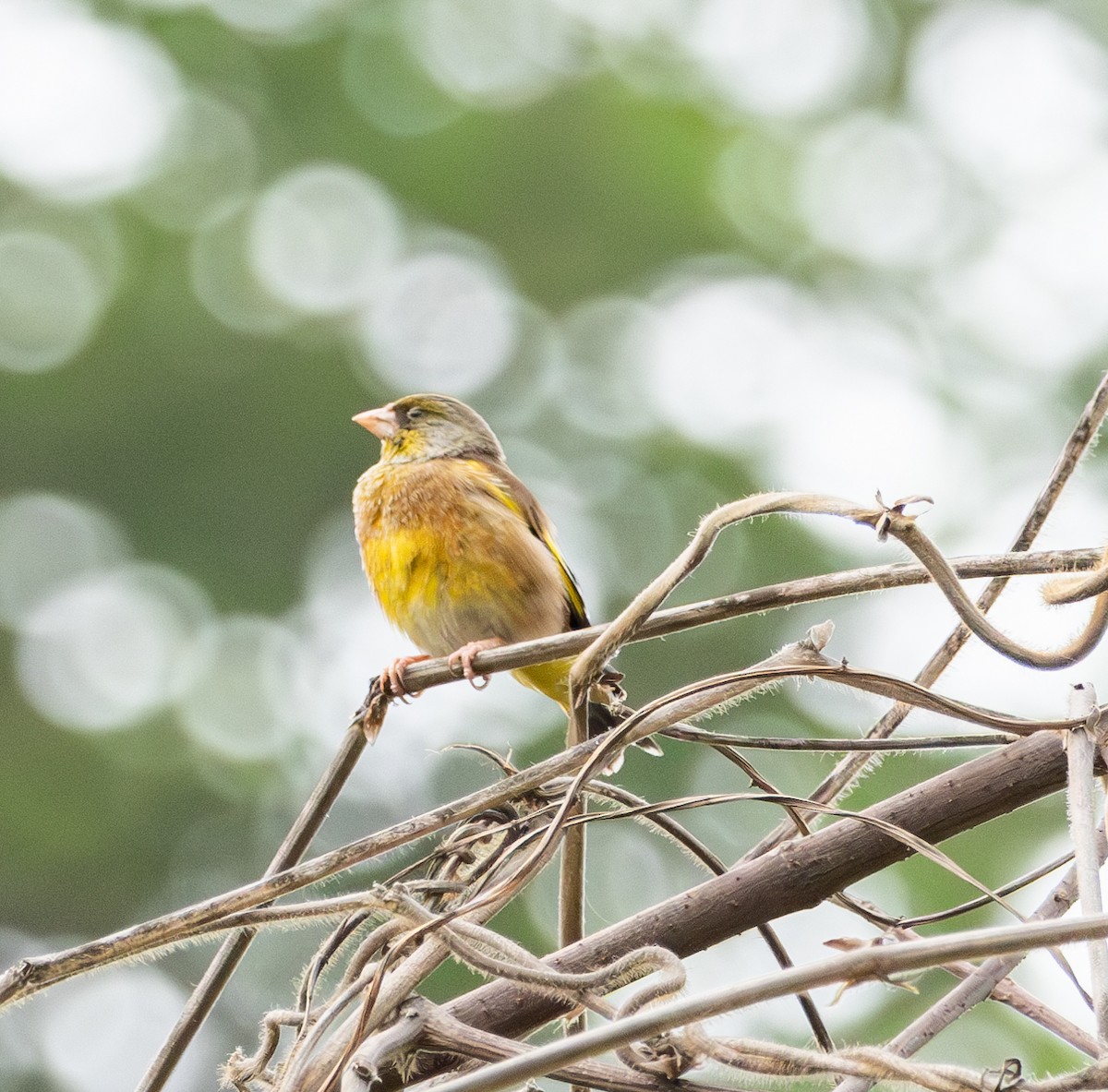Oriental Greenfinch - ML633694903