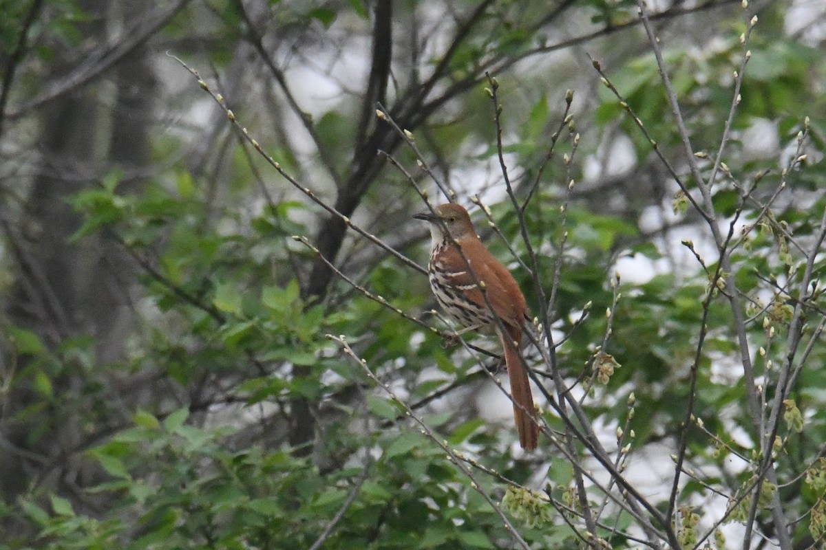 Brown Thrasher - ML633694915