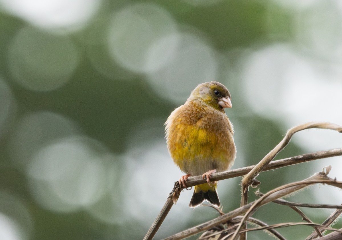 Oriental Greenfinch - ML633694916