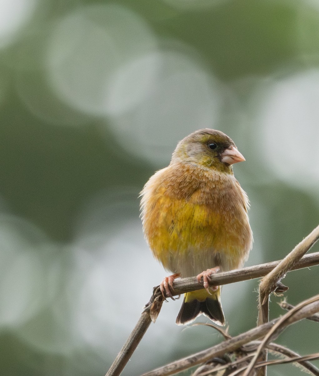 Oriental Greenfinch - ML633694922