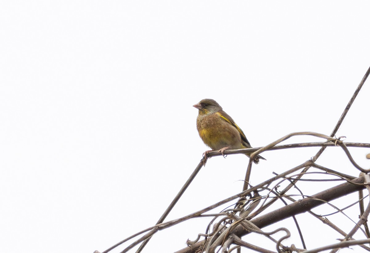 Oriental Greenfinch - ML633694944