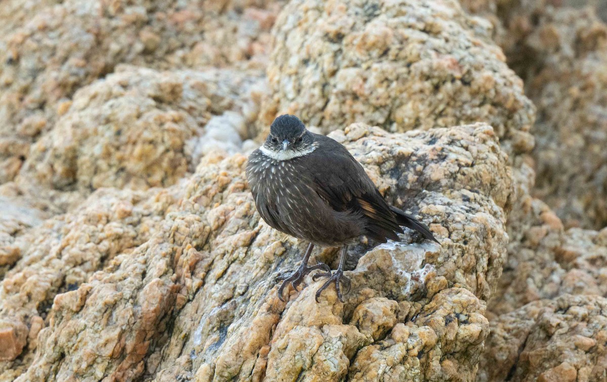 Seaside Cinclodes - ML633695011