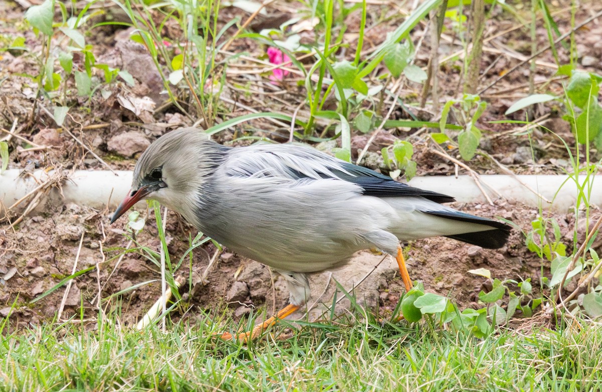 Red-billed Starling - ML633695045