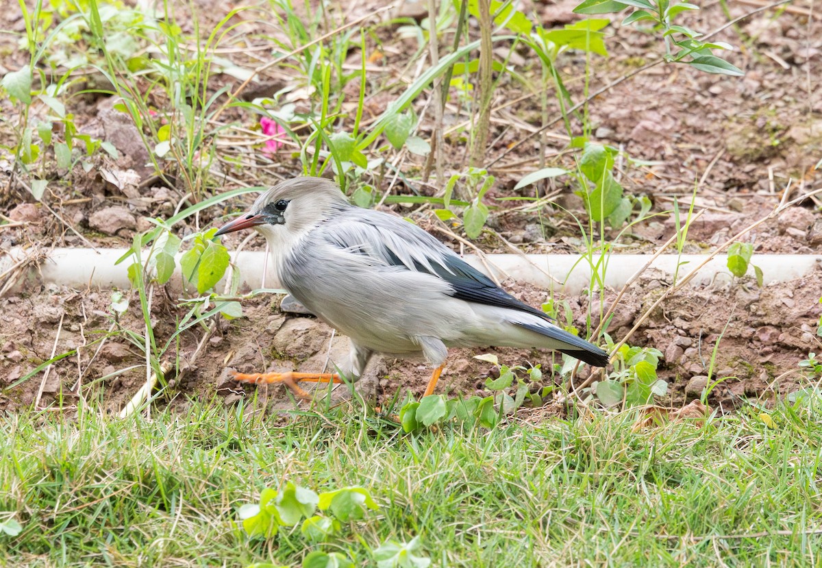 Red-billed Starling - ML633695136