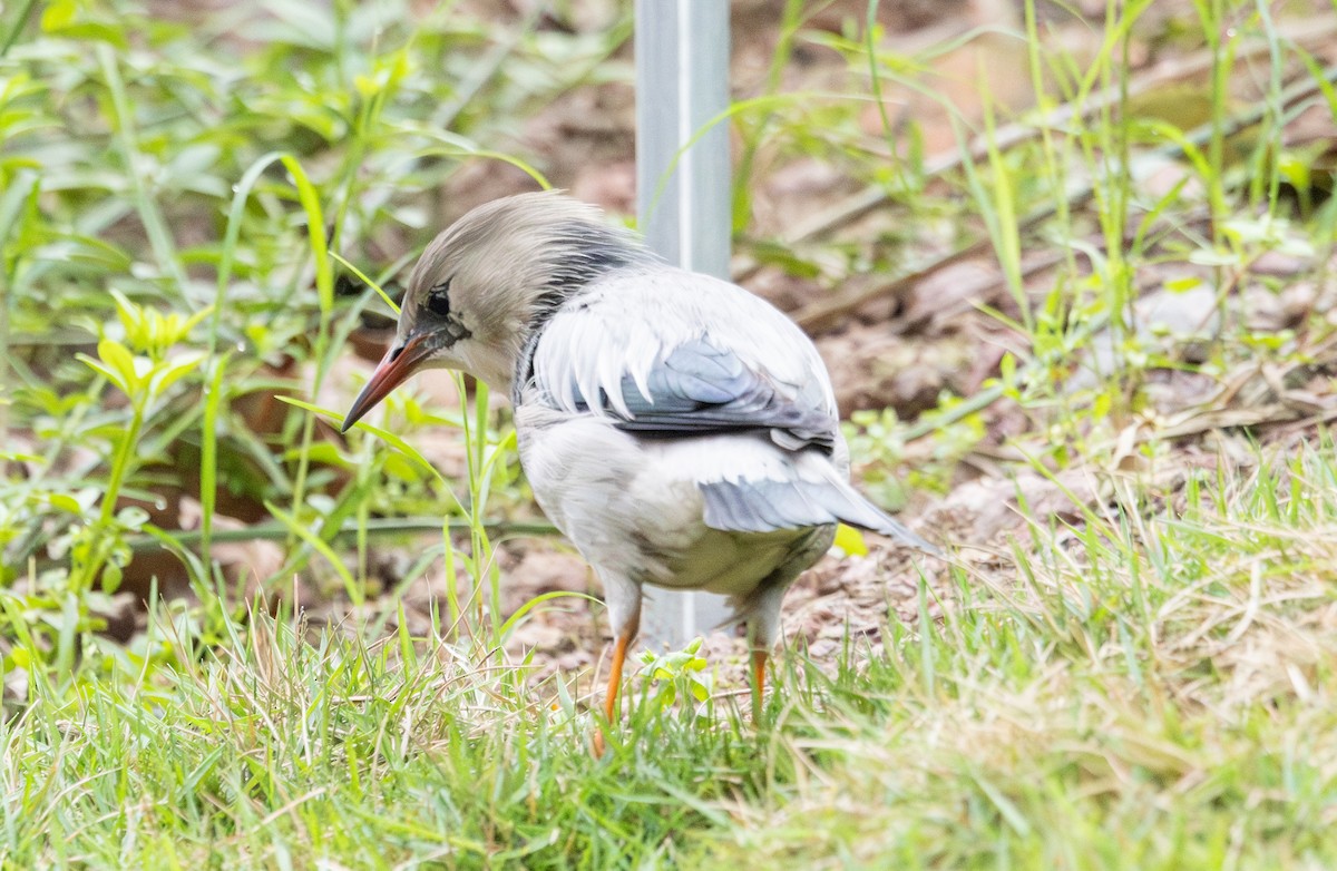 Red-billed Starling - ML633695143