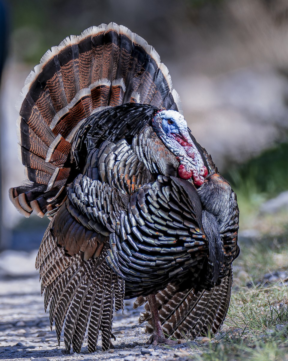 Wild Turkey - ML633695156
