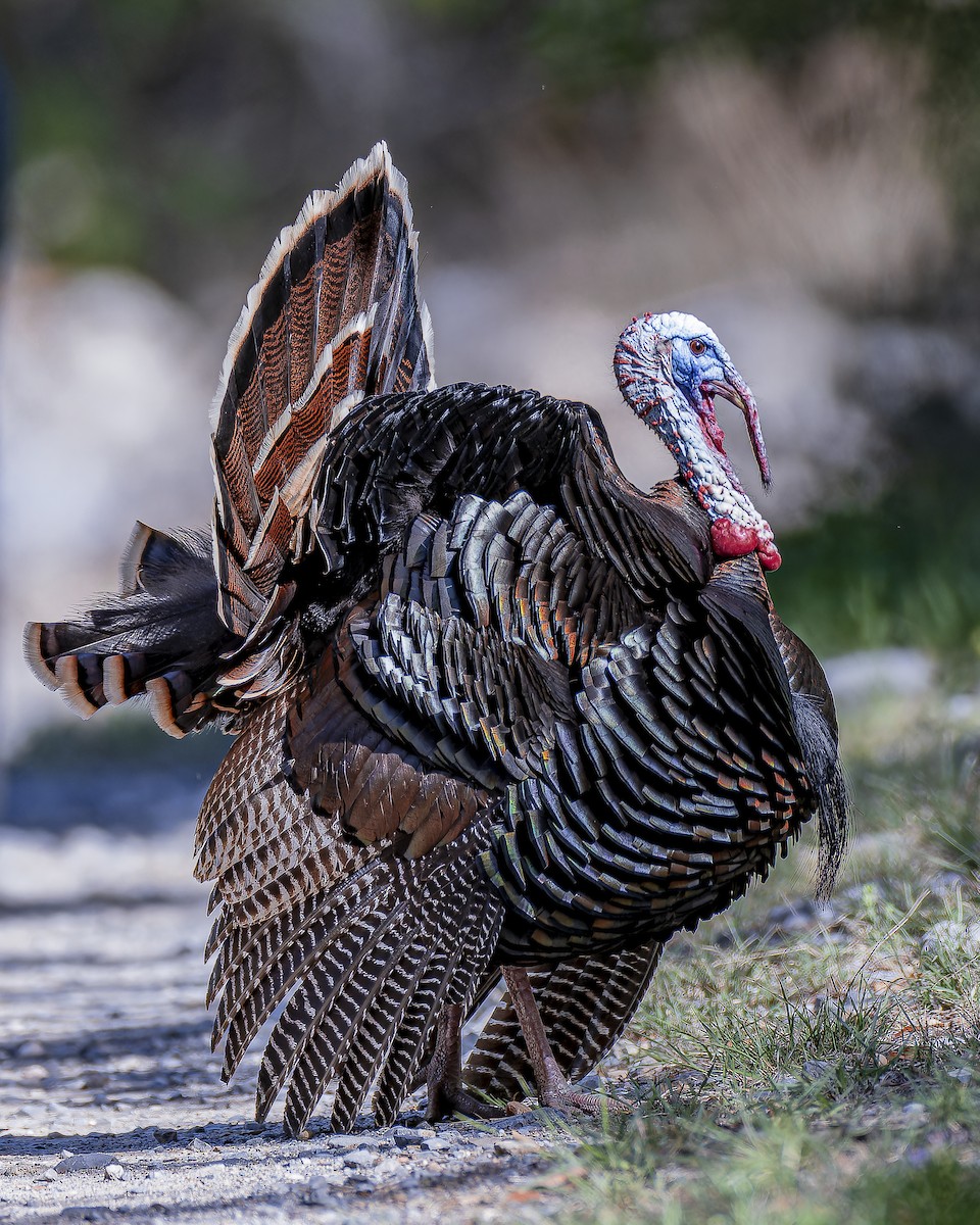 Wild Turkey - ML633695157