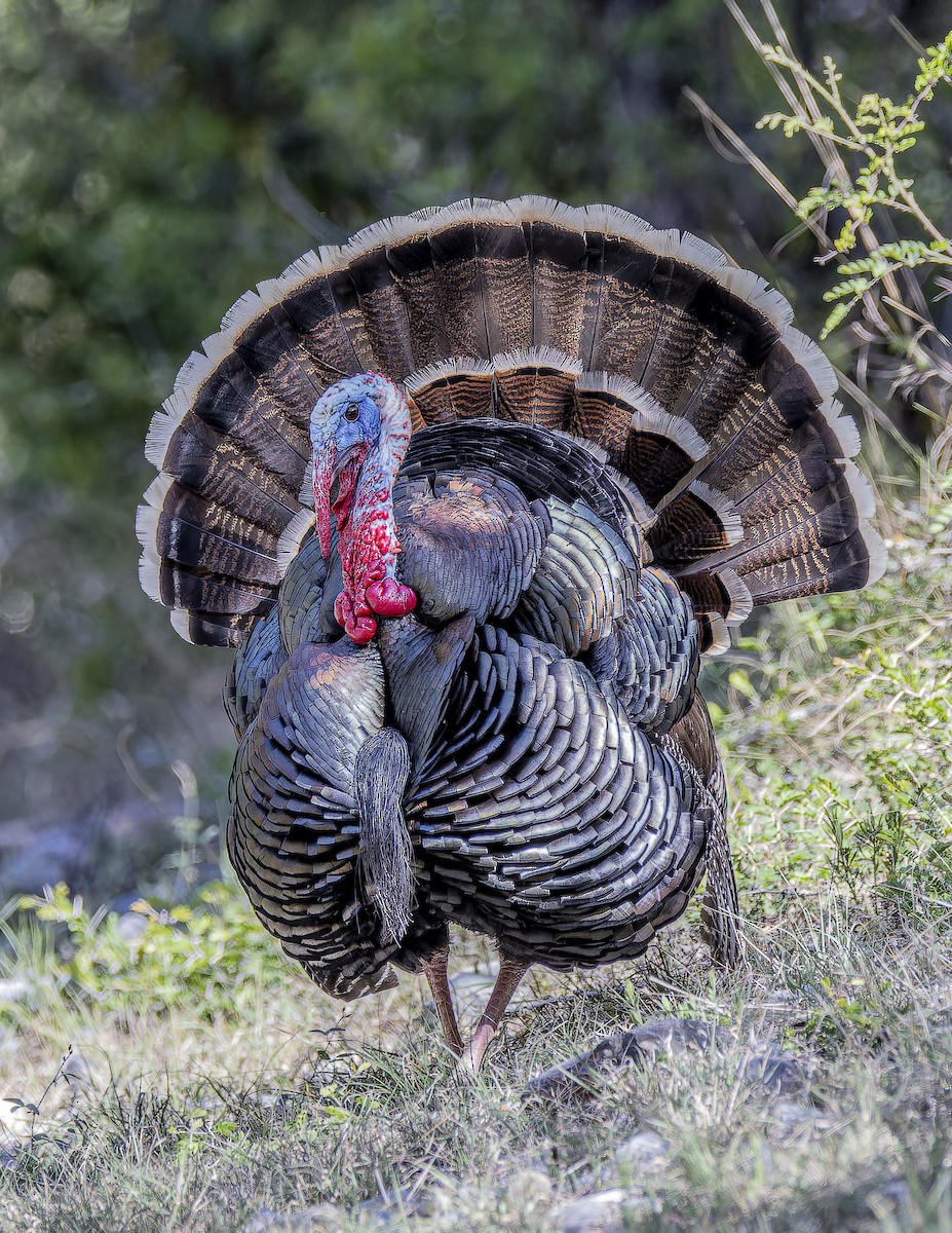 Wild Turkey - ML633695161
