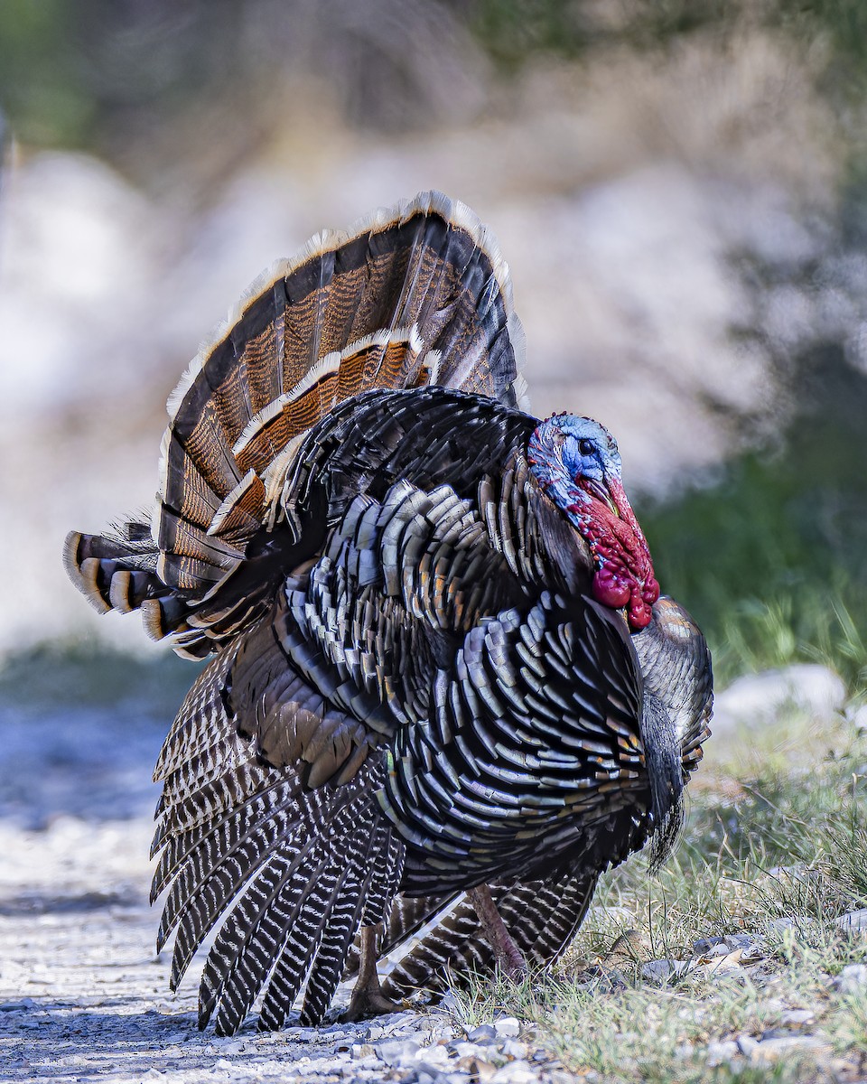 Wild Turkey - ML633695162