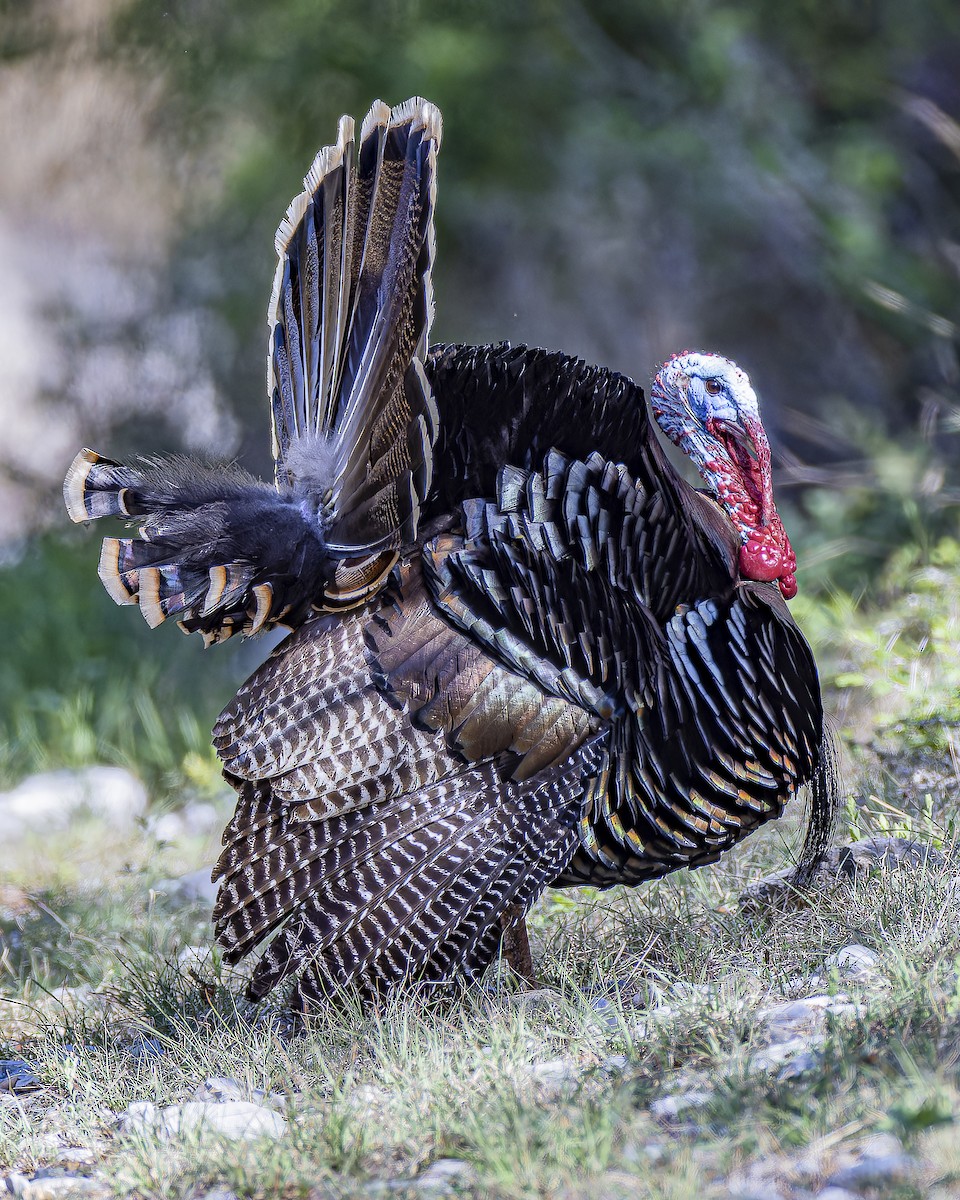 Wild Turkey - ML633695163