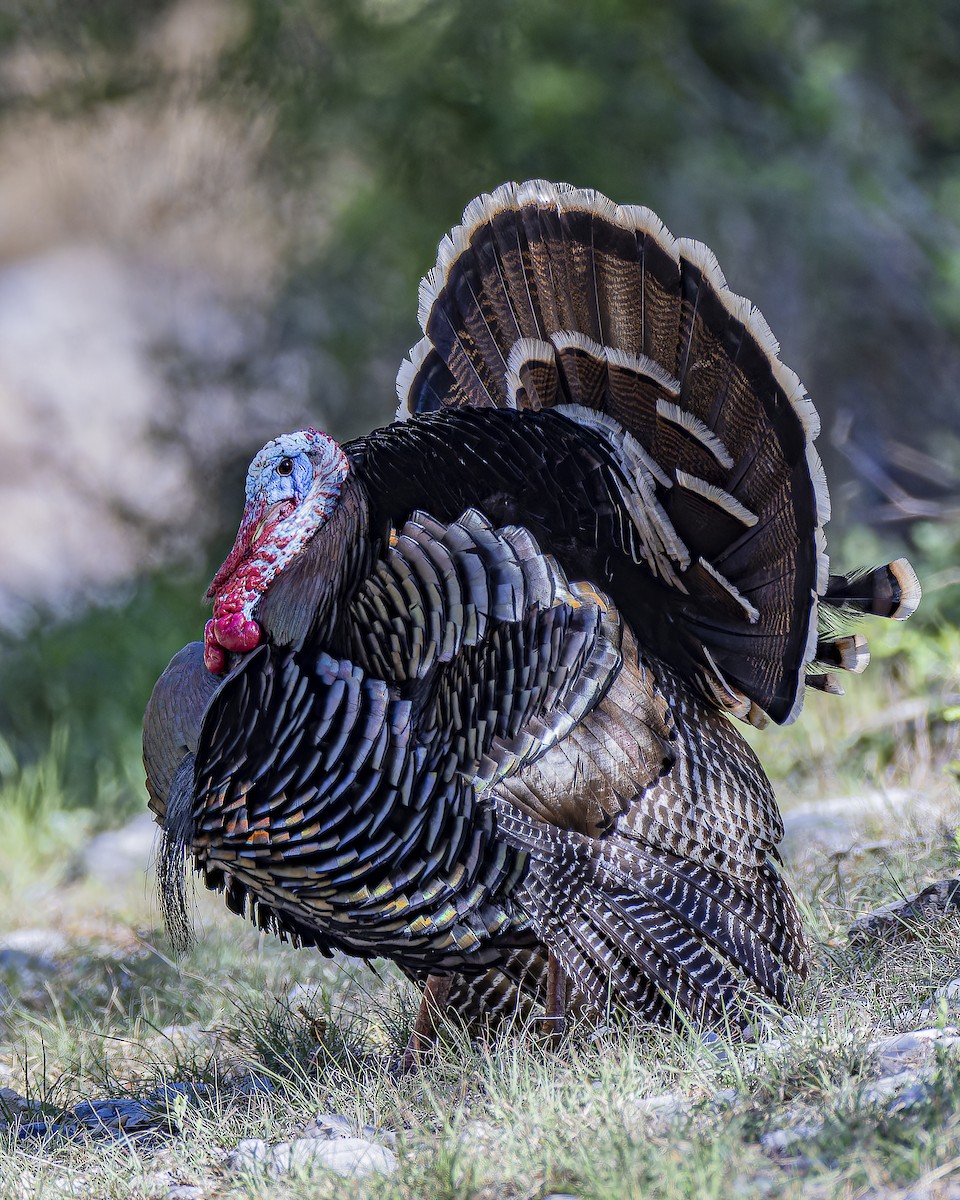 Wild Turkey - ML633695165