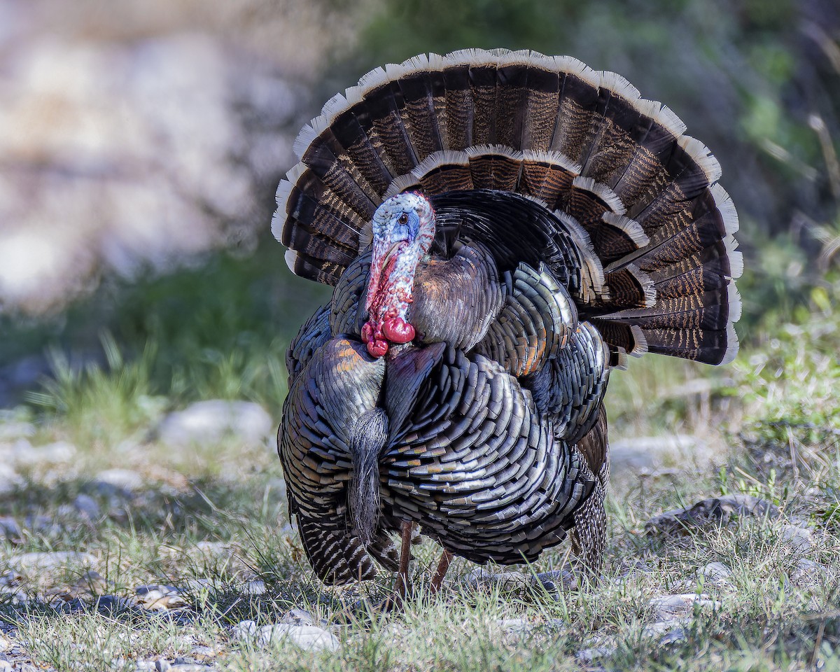 Wild Turkey - ML633695167