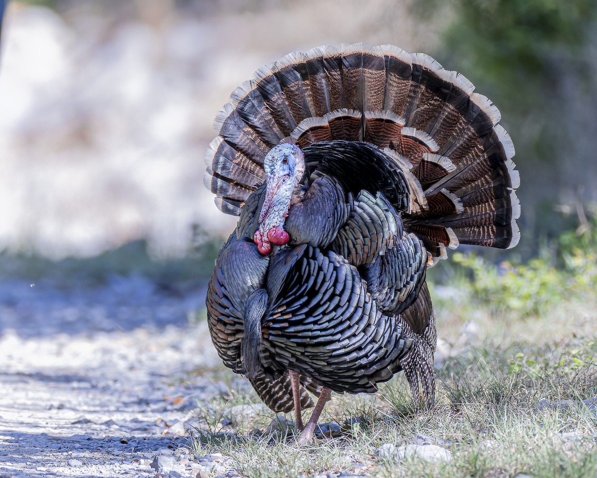 Wild Turkey - ML633695168