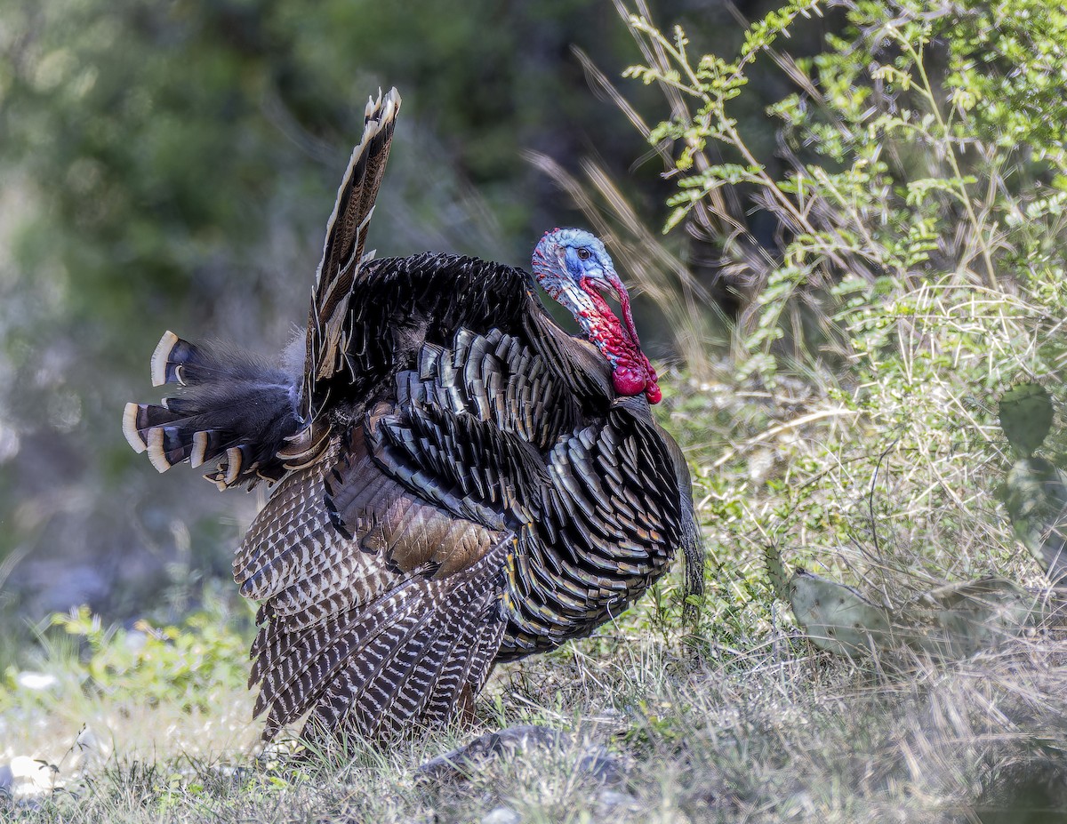 Wild Turkey - ML633695173