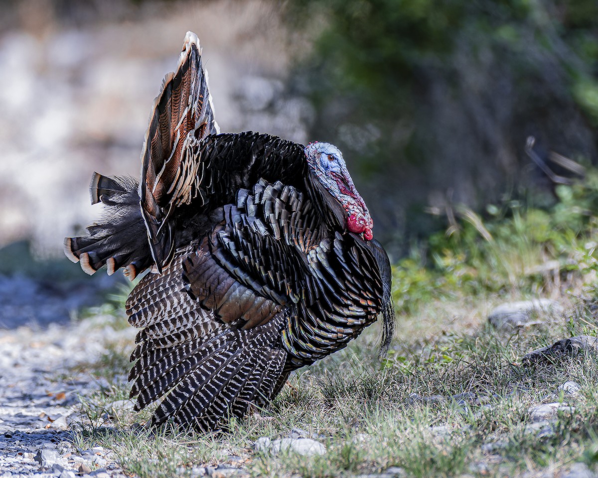 Wild Turkey - ML633695174