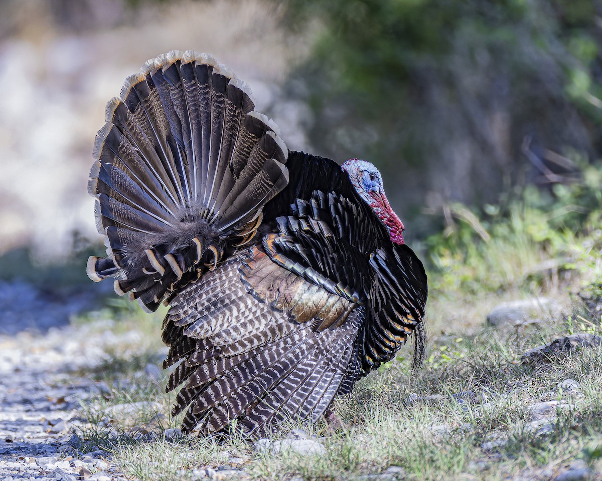 Wild Turkey - ML633695175
