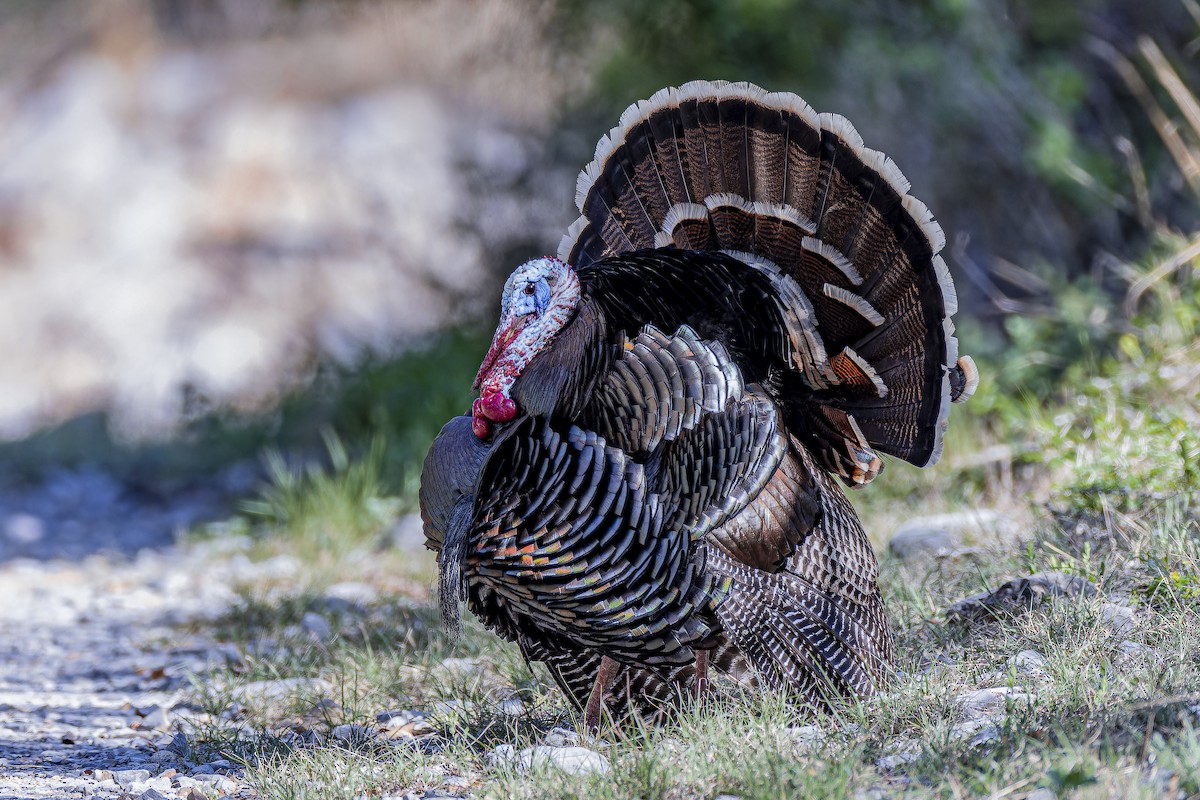 Wild Turkey - ML633695176