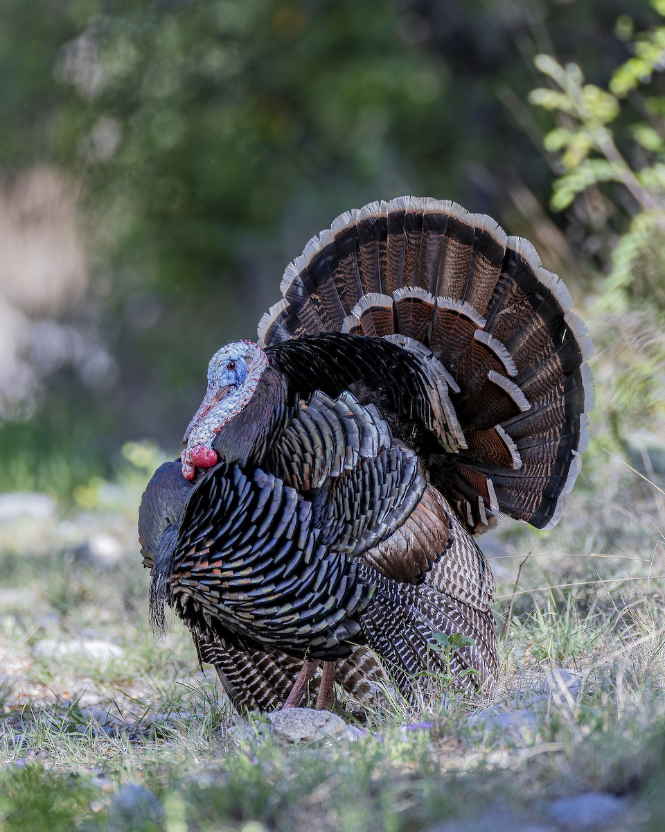 Wild Turkey - ML633695177