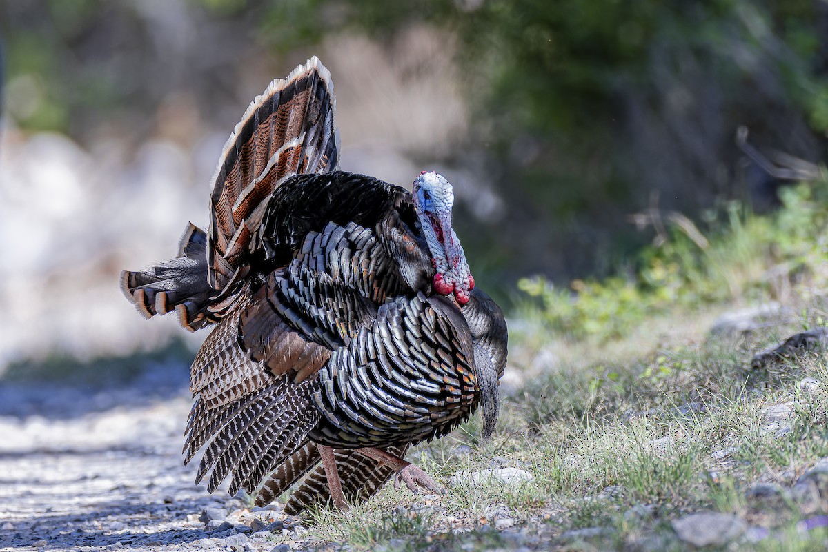 Wild Turkey - ML633695178