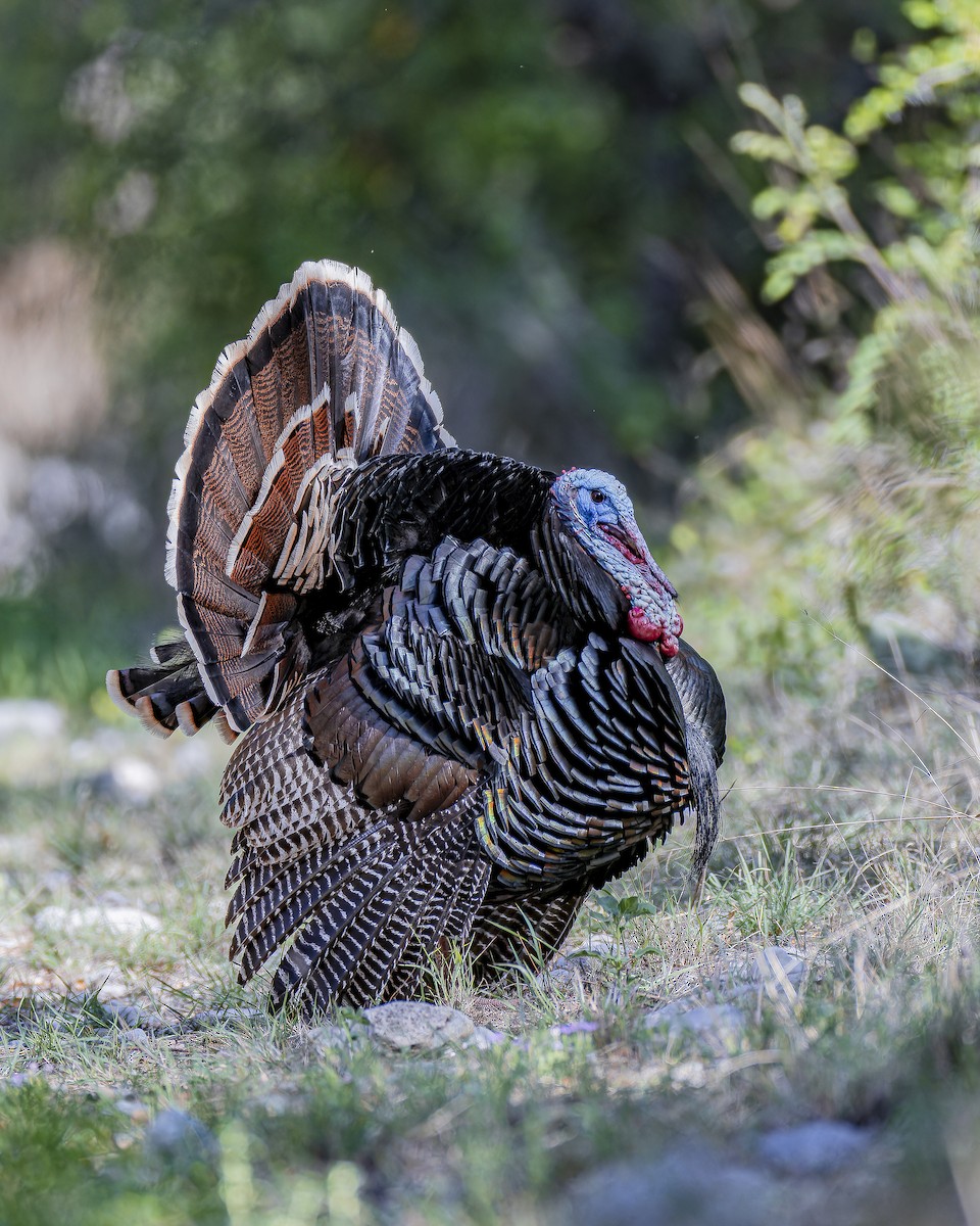 Wild Turkey - ML633695179