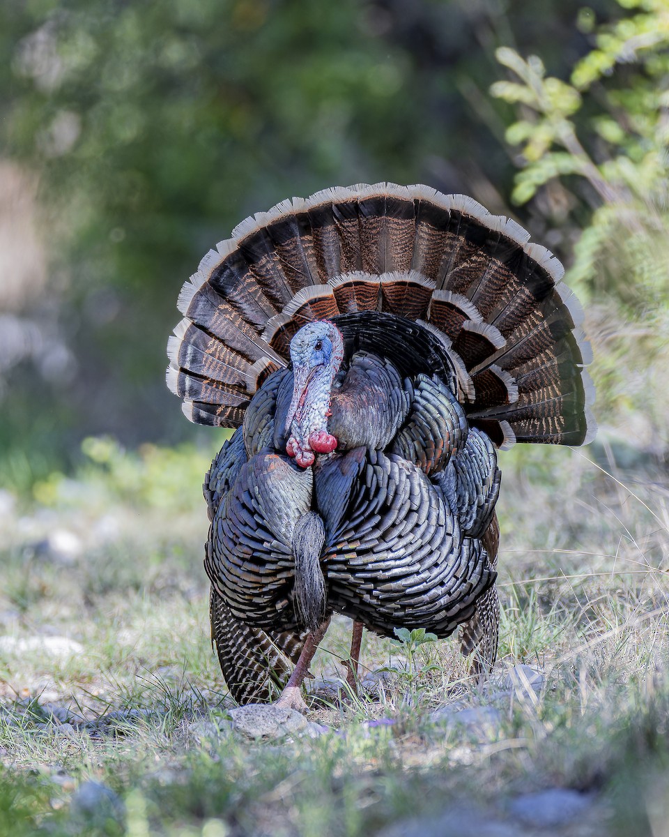 Wild Turkey - ML633695180