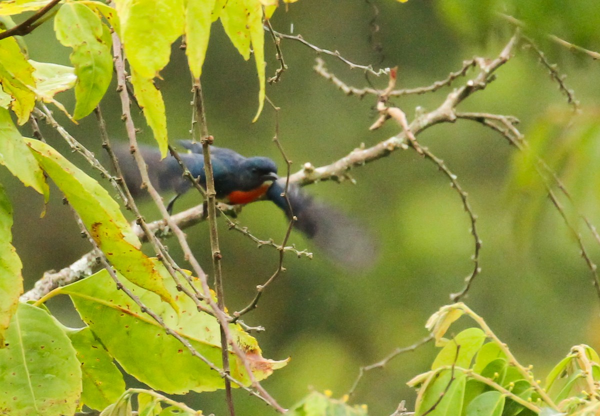 Fire-throated Flowerpecker - ML633695205