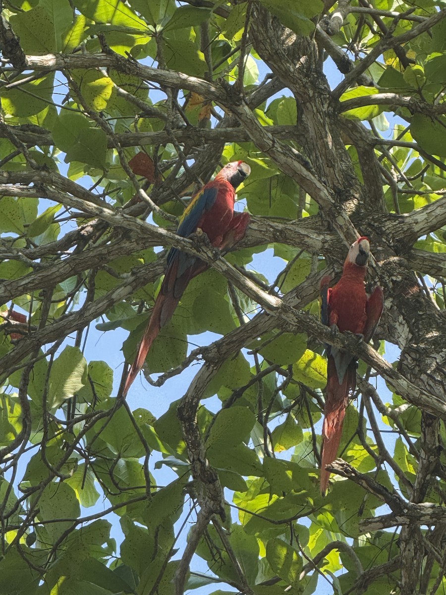 Scarlet Macaw - ML633695269