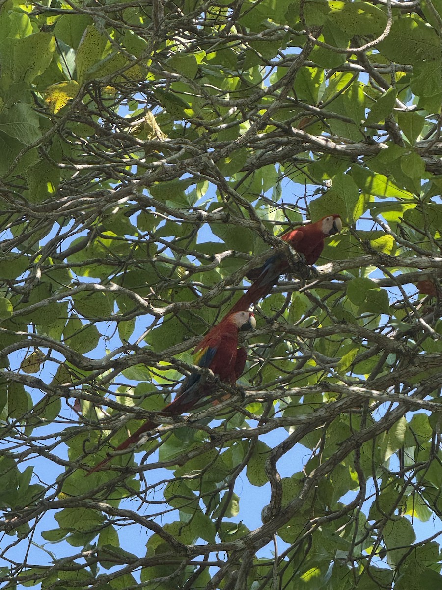 Scarlet Macaw - ML633695270