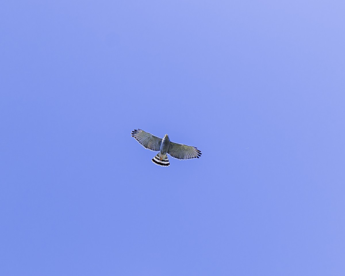 Gray Hawk - ML633695298