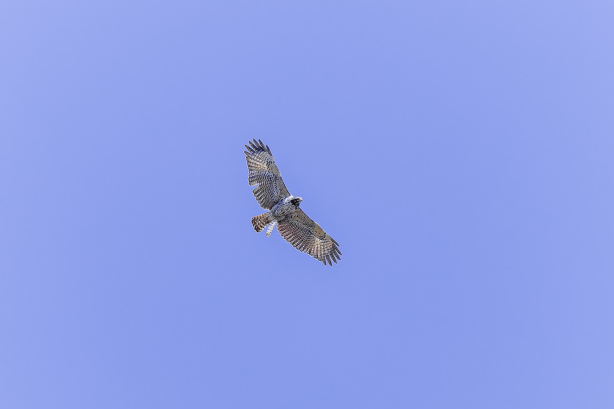 Common Black Hawk (Common) - ML633695333