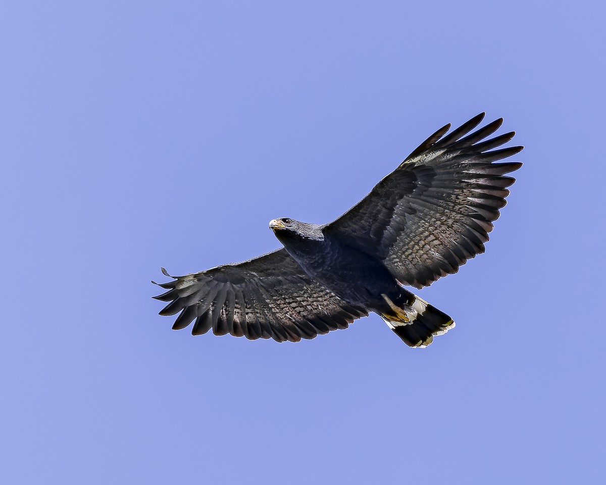 Common Black Hawk (Common) - ML633695334