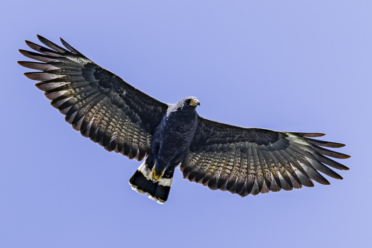 Common Black Hawk (Common) - ML633695335