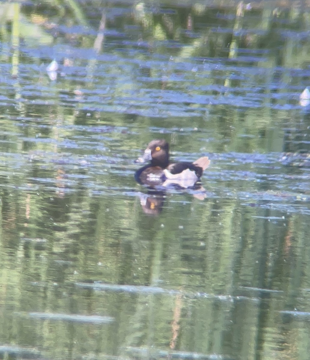 Ring-necked Duck - ML633695347