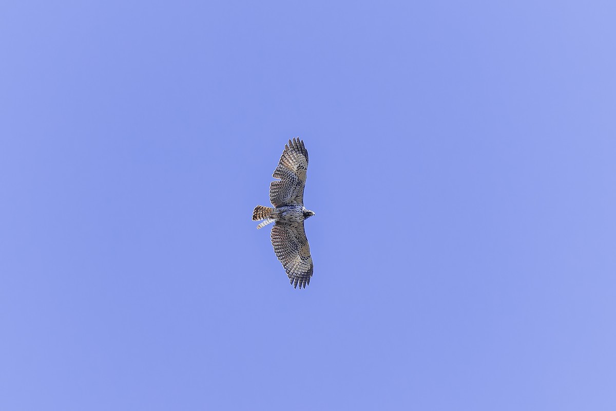 Common Black Hawk (Common) - ML633695360