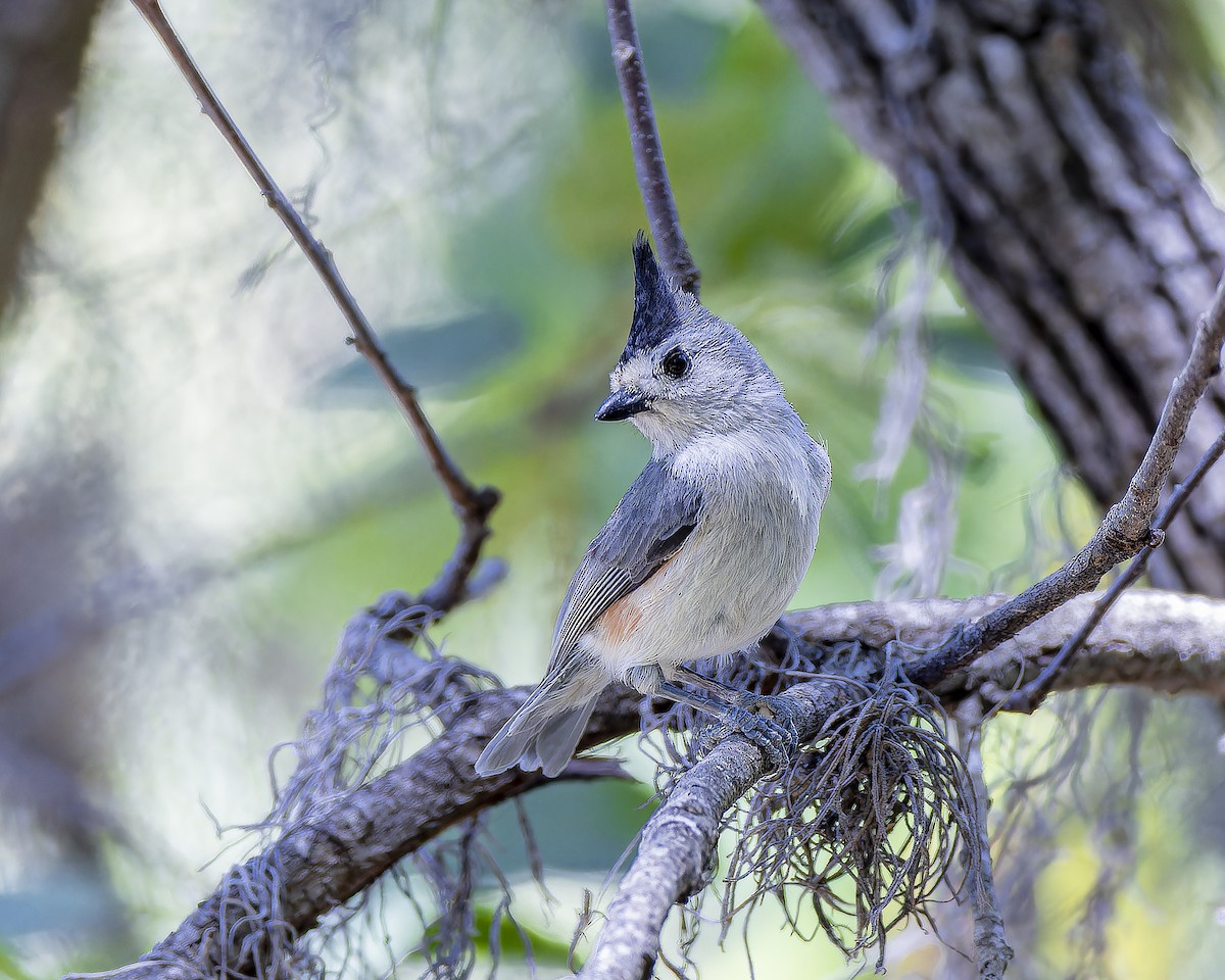 Black-crested Titmouse - ML633695542